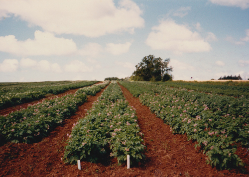 Prince Edward Potatoes growing in field